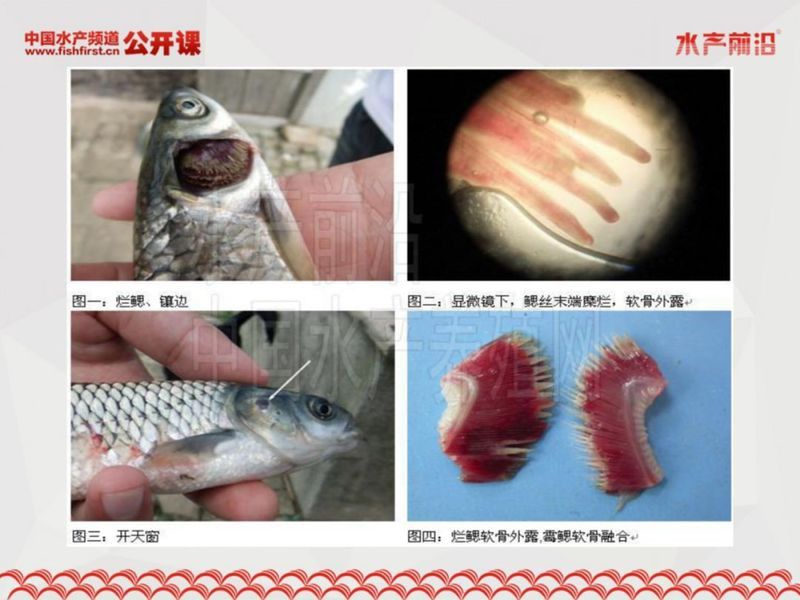 如何判斷龍魚鰓蓋是否破損？