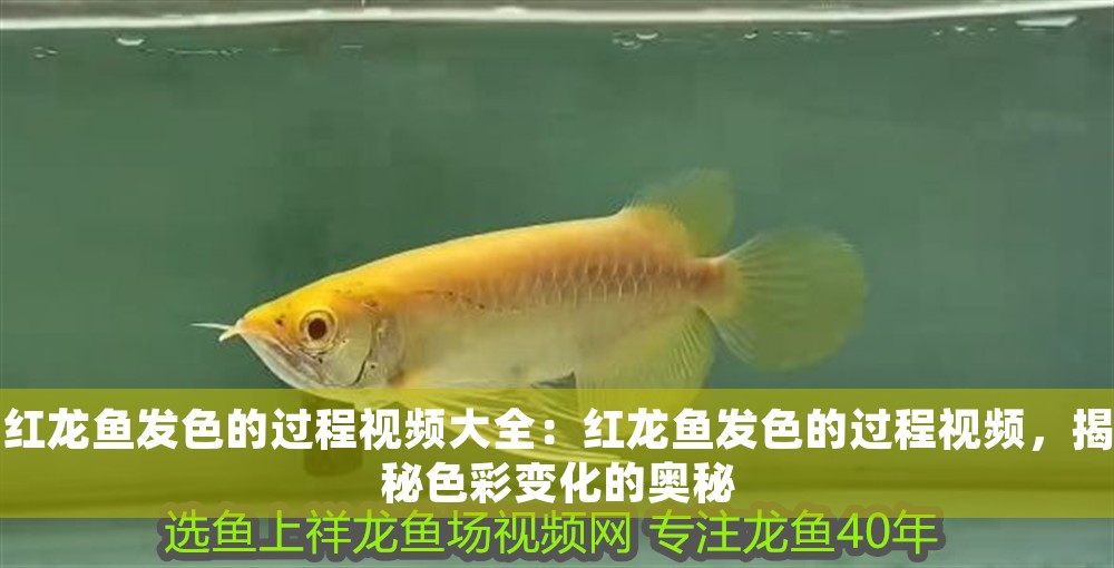 紅龍魚發(fā)色的過程視頻大全：紅龍魚發(fā)色的過程視頻，揭秘色彩變化的奧秘 紅龍魚發(fā)色的過程視頻大全：紅龍魚發(fā)色的過程視頻，揭秘色彩變化的奧秘 龍魚百科 第1張