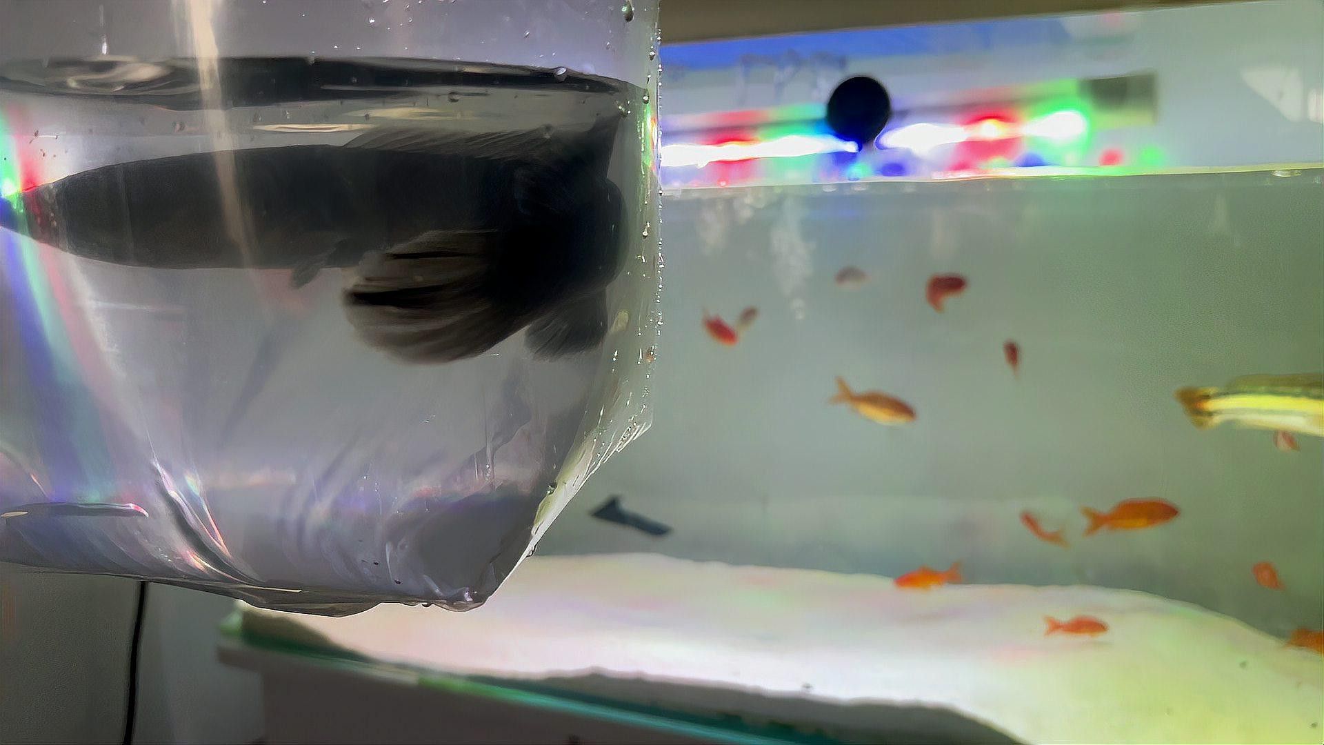 養彩虹雷龍魚要多大魚缸