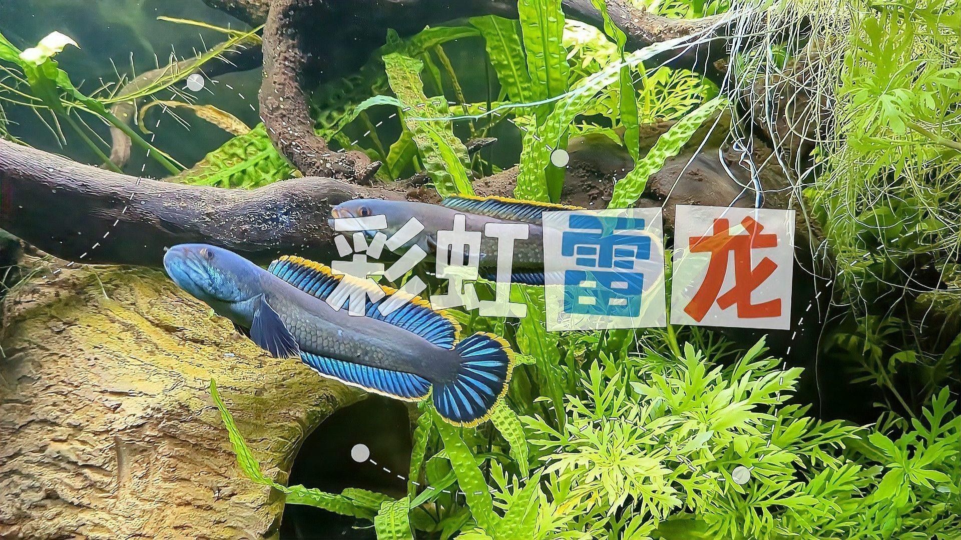 養彩虹雷龍魚要多大魚缸