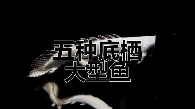 恐龍王魚能和什么魚混養(yǎng)