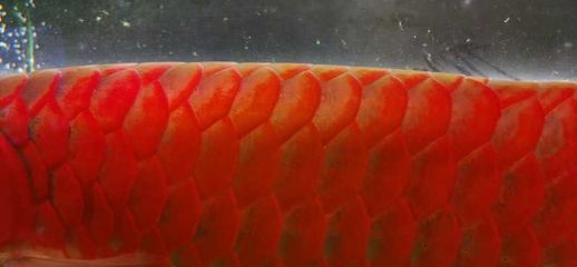 龍魚鱗片有紅色血片正常嗎：龍魚鱗片上出現紅色血片正常嗎 龍魚鱗片有紅色血片正常嗎：龍魚鱗片上出現紅色血片正常嗎 龍魚百科 第1張