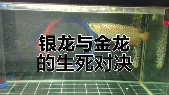 銀龍魚可以隨便養(yǎng)嗎