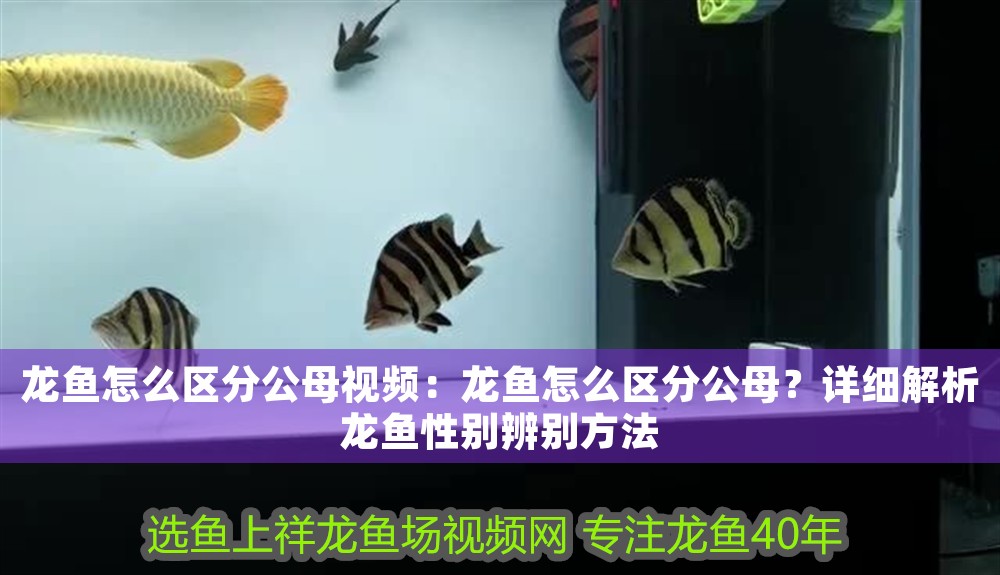 龍魚怎么區分公母視頻：龍魚怎么區分公母？詳細解析龍魚性別辨別方法 龍魚怎么區分公母視頻：龍魚怎么區分公母？詳細解析龍魚性別辨別方法 龍魚百科 第1張