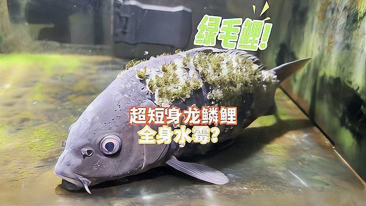 龍魚鱗片感染會傳染給其他魚嗎？ 龍魚鱗片感染會傳染給其他魚嗎？ 龍魚百科 第1張