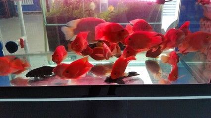 紅龍魚輕微蒙眼怎么辦：紅龍魚輕微蒙眼的治療方法