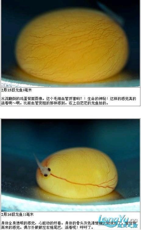過背金龍成長過程圖片 龍魚百科 第4張 過背金龍成長過程圖片 過背金龍成長過程圖片 龍魚百科 第4張
