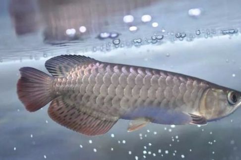 過背金龍成長過程圖片 龍魚百科 第6張 過背金龍成長過程圖片 過背金龍成長過程圖片 龍魚百科 第6張