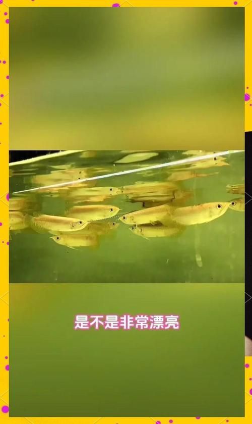 過背金龍成長過程圖片 龍魚百科 第10張 過背金龍成長過程圖片 過背金龍成長過程圖片 龍魚百科 第10張