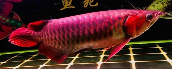 和紅龍魚混養的高端魚種有哪些品種：和紅龍魚混養的高端魚種 和紅龍魚混養的高端魚種有哪些品種：和紅龍魚混養的高端魚種 龍魚百科 第2張