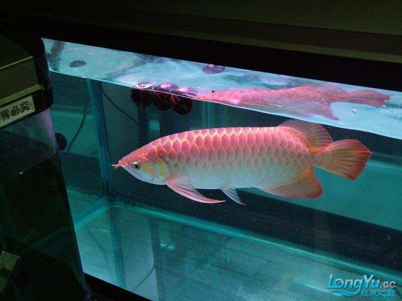 和紅龍魚混養的高端魚種有哪些品種：和紅龍魚混養的高端魚種 和紅龍魚混養的高端魚種有哪些品種：和紅龍魚混養的高端魚種 龍魚百科 第5張