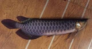 能否提供更多龍魚死亡的風水案例？ 能否提供更多龍魚死亡的風水案例？ 龍魚百科 第1張