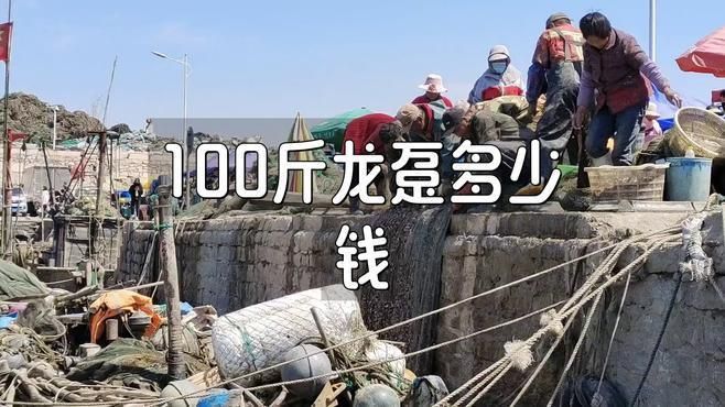 龍躉魚價格多少錢一斤