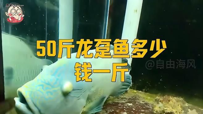 龍躉魚價格多少錢一斤