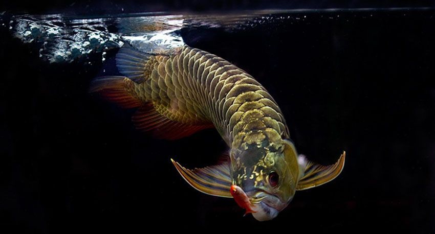 龍魚跳缸的預兆（龍魚跳缸是吉兆嗎？）