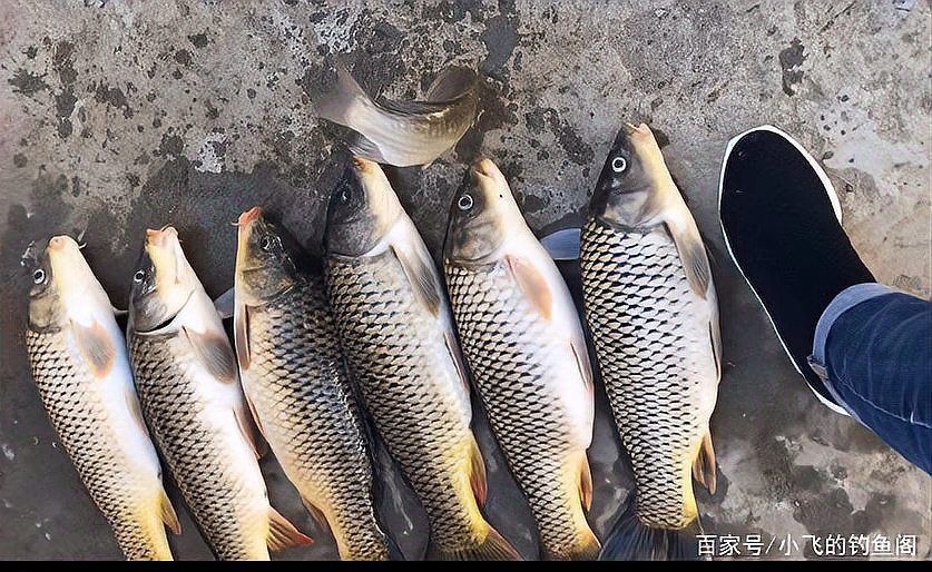 金龍最經(jīng)典的餌料配方