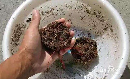 金龍最經(jīng)典的餌料配方