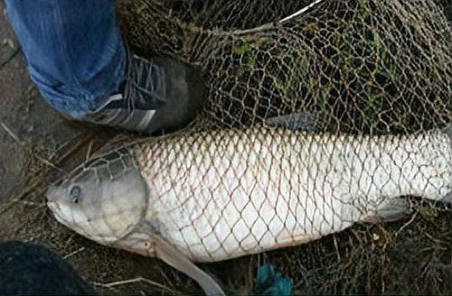 金龍最經(jīng)典的餌料配方