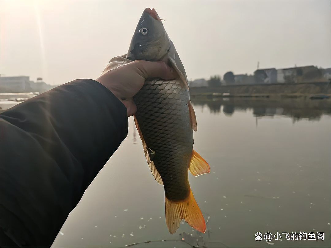金龍最經(jīng)典的餌料配方