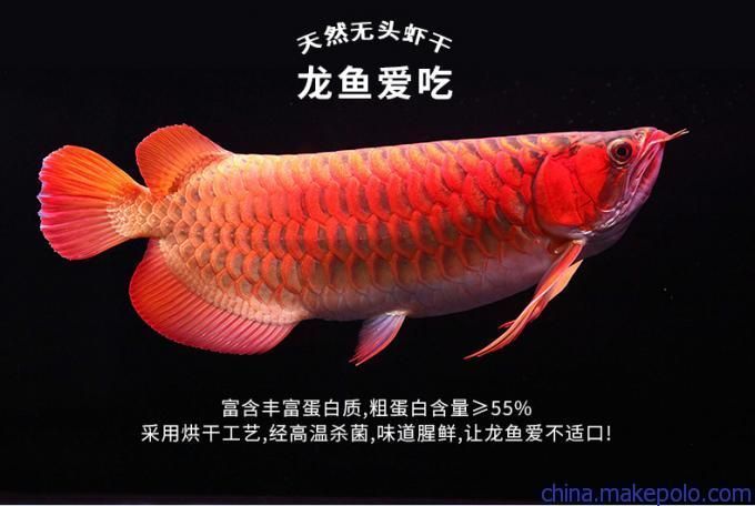 怎樣給喂龍魚的小活魚消毒：喂養(yǎng)龍魚時，這幾種常見的消毒方法是使用鹽水浸泡的