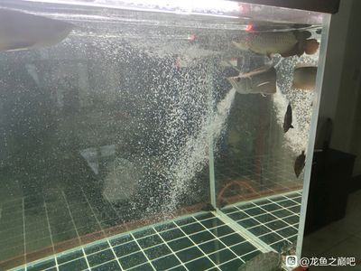 龍魚為什么頂著出水口游來游去（為什么龍魚頂著出水口游來游去？）