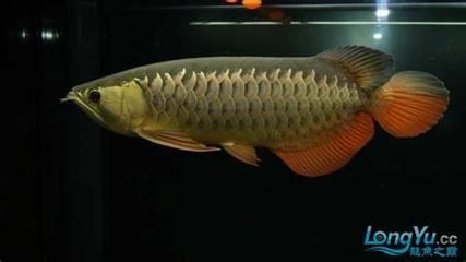 紅金龍魚什么價位（紅金龍魚多少錢一條） 紅金龍魚什么價位（紅金龍魚多少錢一條） 龍魚百科 第1張