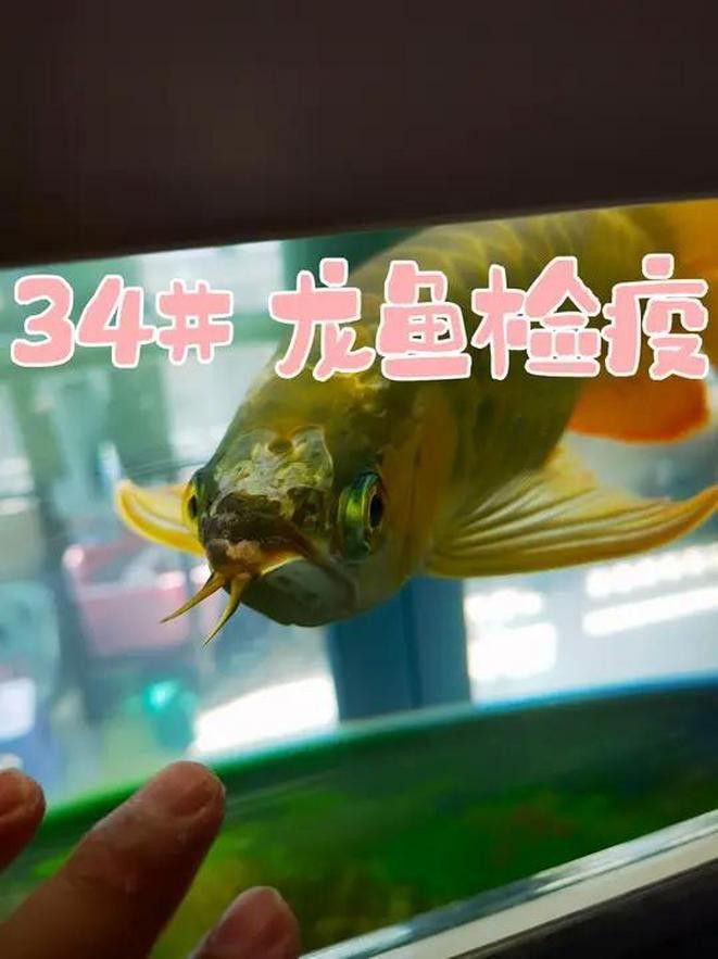 有哪些藥物可以預(yù)防金龍魚(yú)疾病？ 有哪些藥物可以預(yù)防金龍魚(yú)疾病？ 龍魚(yú)百科 第5張
