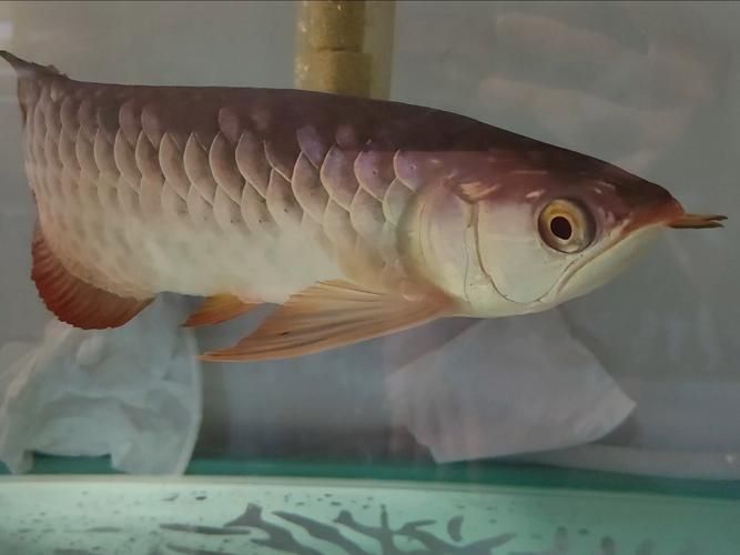 金龍魚2～3厘米圖片 金龍魚2～3厘米圖片 龍魚百科 第10張