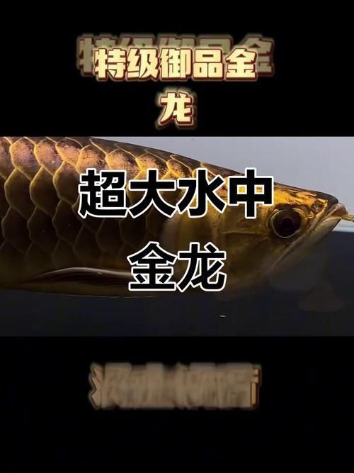 金龍魚2～3厘米圖片 金龍魚2～3厘米圖片 龍魚百科 第21張