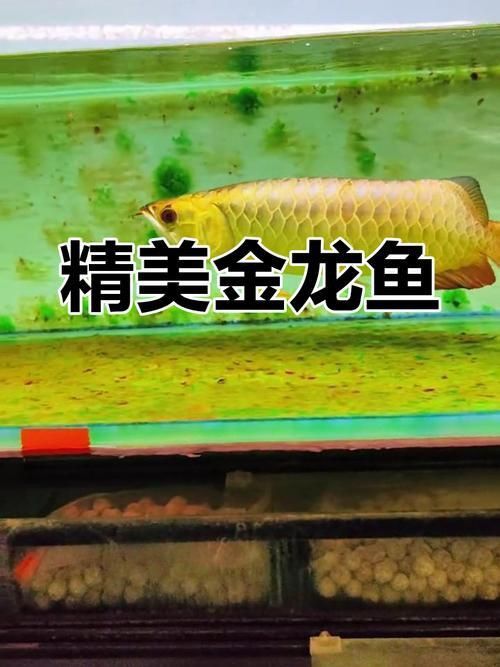 金龍魚2～3厘米圖片 金龍魚2～3厘米圖片 龍魚百科 第22張