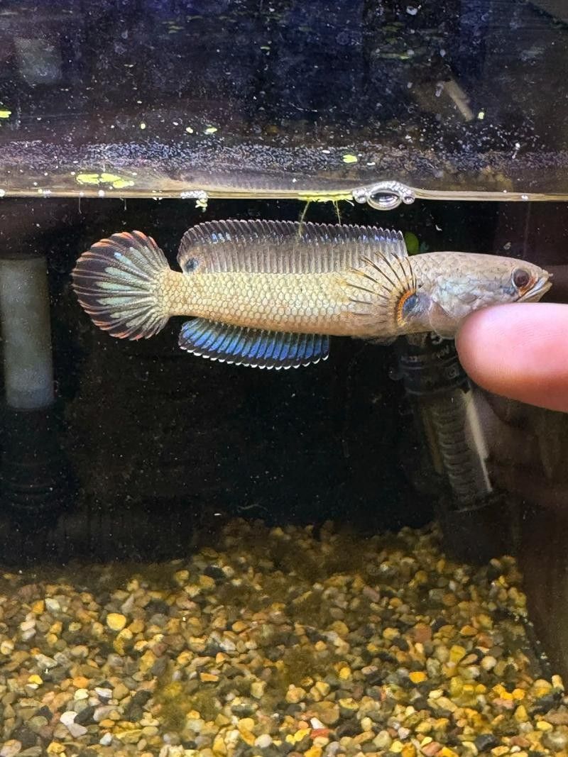 雷龍魚和紅龍魚混養(yǎng)好嗎圖片
