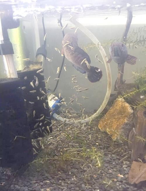 雷龍魚和紅龍魚混養(yǎng)好嗎圖片