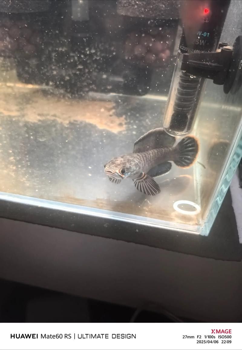 雷龍魚和紅龍魚混養(yǎng)好嗎圖片