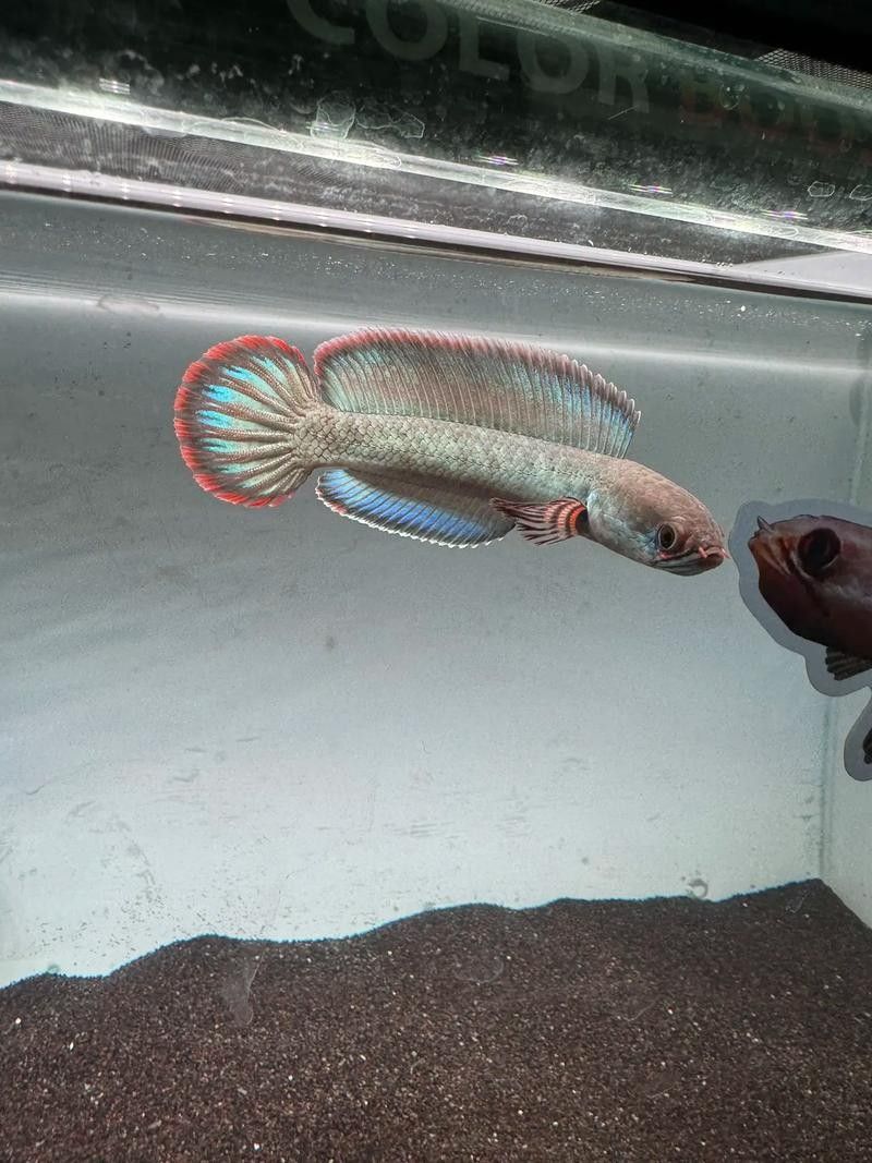 雷龍魚和紅龍魚混養(yǎng)好嗎圖片