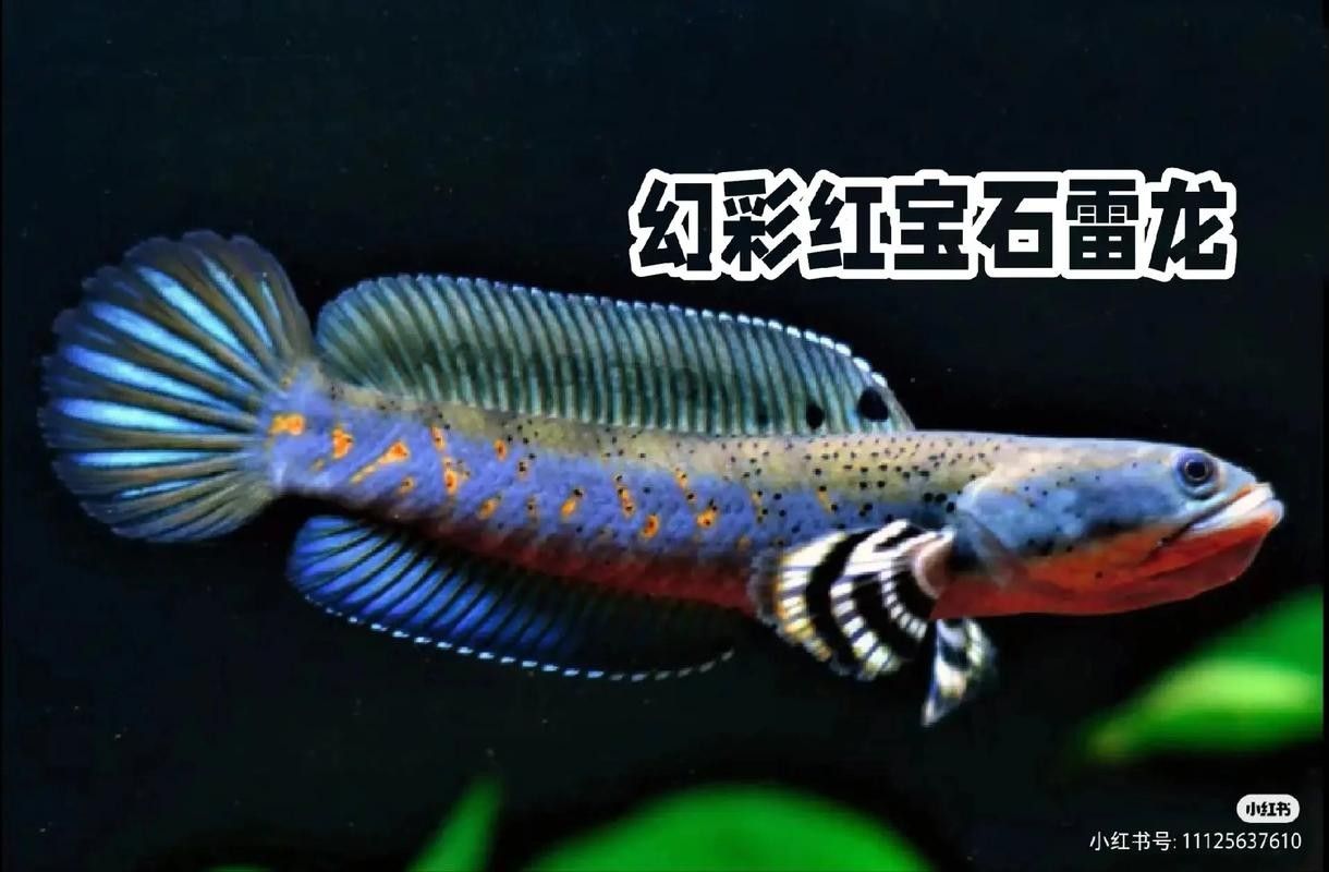 雷龍魚和紅龍魚混養(yǎng)好嗎圖片