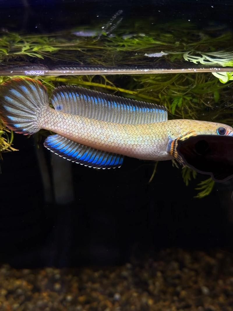 雷龍魚和紅龍魚混養(yǎng)好嗎圖片