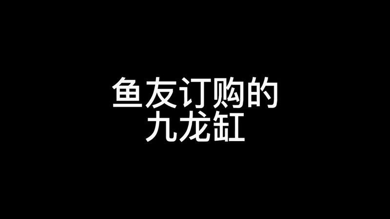 九龍魚缸要養(yǎng)什么龍魚好看