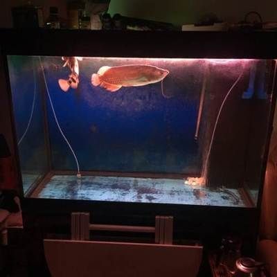 紅龍魚總在缸底游：紅龍魚總在缸底游可能由多種原因引起 紅龍魚總在缸底游：紅龍魚總在缸底游可能由多種原因引起 龍魚百科 第1張