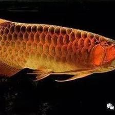 龍魚為什么賣這么貴：為什么龍魚的價格那么高