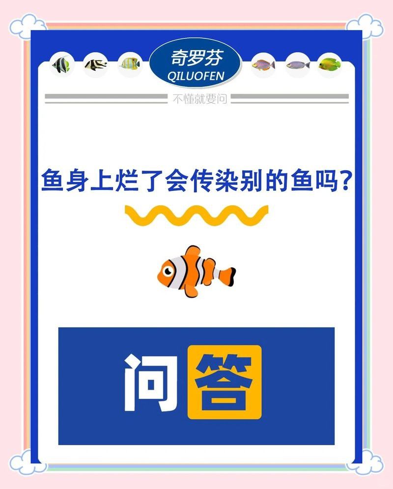 龍魚爛頭病會傳染嗎？ 龍魚爛頭病會傳染嗎？ 龍魚百科 第2張