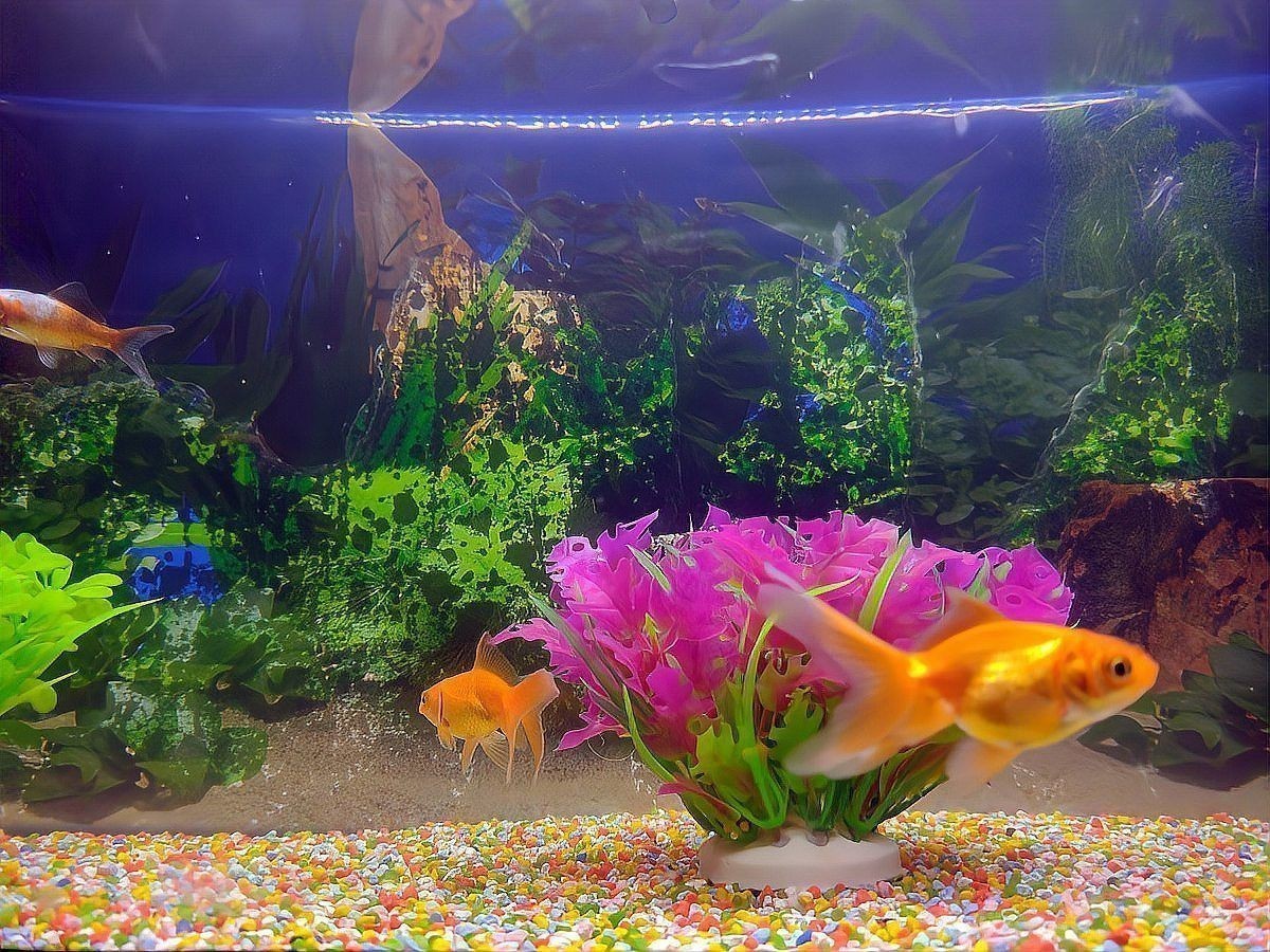 龍魚一直在缸底不動