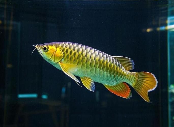 金龍魚魚鱗松了怎么辦