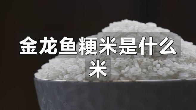 金龍魚餐飲優選梗米 金龍魚餐飲優選梗米 龍魚百科 第5張