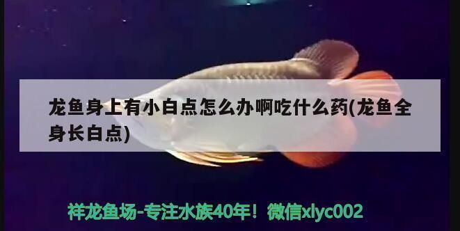 龍魚全身長白點：如何快速檢測龍魚白點病