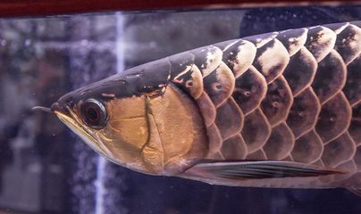 龍魚能長多重，龍魚生長影響因素,如何測量龍魚體重 龍魚能長多重，龍魚生長影響因素,如何測量龍魚體重 龍魚百科 第2張