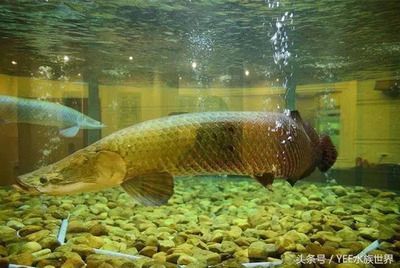 龍魚能長多重，龍魚生長影響因素,如何測量龍魚體重 龍魚能長多重，龍魚生長影響因素,如何測量龍魚體重 龍魚百科 第3張