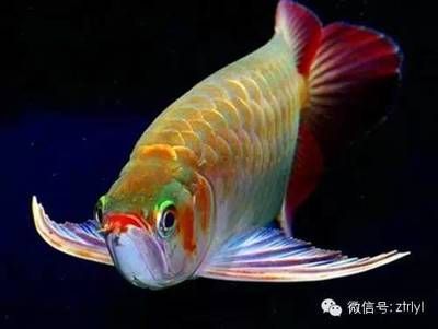 龍魚能長多重，龍魚生長影響因素,如何測量龍魚體重 龍魚能長多重，龍魚生長影響因素,如何測量龍魚體重 龍魚百科 第5張