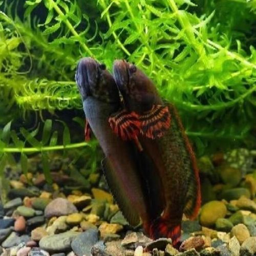 熱帶魚雷龍魚