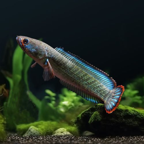 熱帶魚雷龍魚