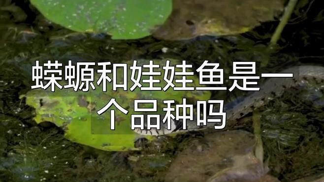 如何區(qū)分蠑螈和大鯢 如何區(qū)分蠑螈和大鯢 龍魚百科 第1張